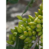 Pistacchi greci tradizionali - immagine 2