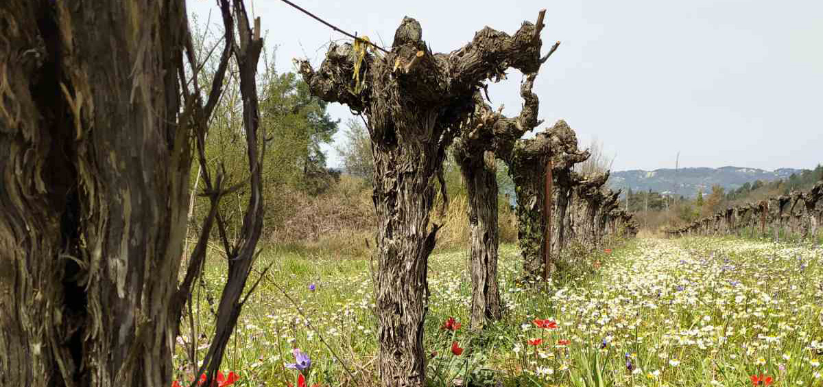 Cantina Markoghianni - Ellenikà