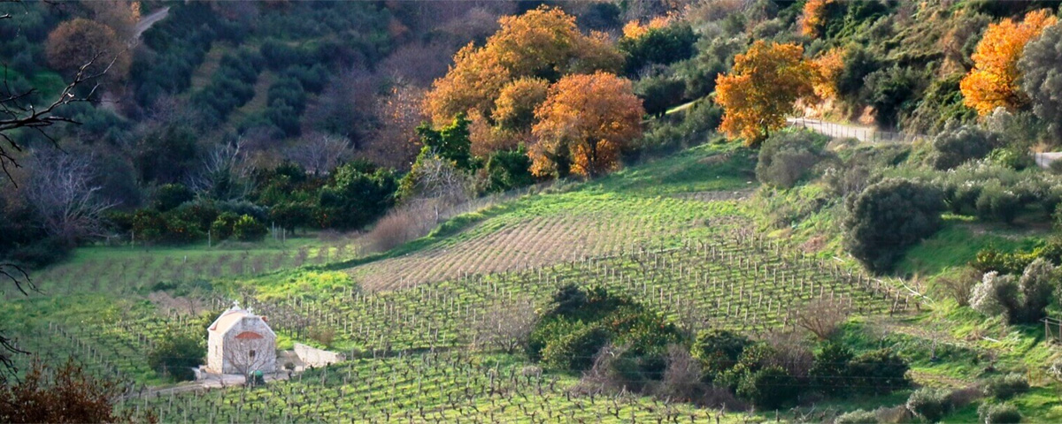 Cantina Douloufakis - Ellenikà