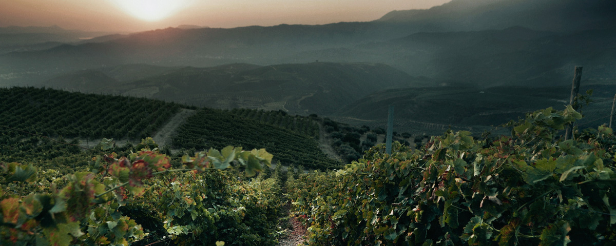 Cantina Manousakis - Ellenikà