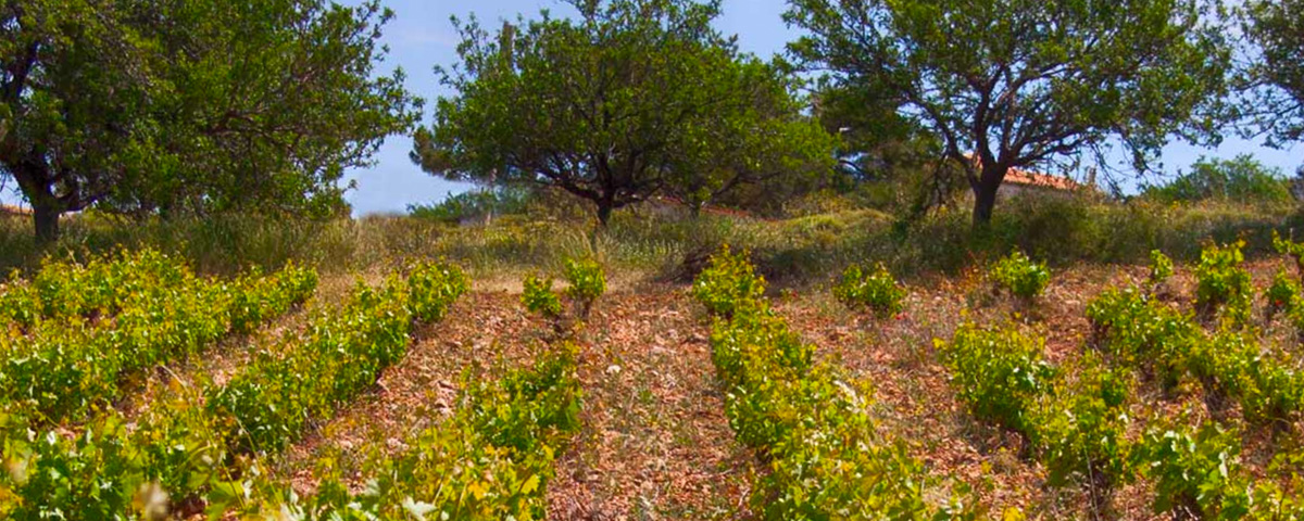 Cantina Mylonàs - Ellenikà