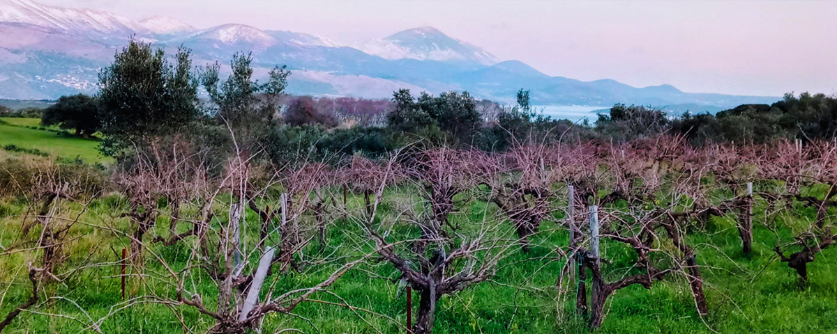 Cantina Sclavos - Ellenikà