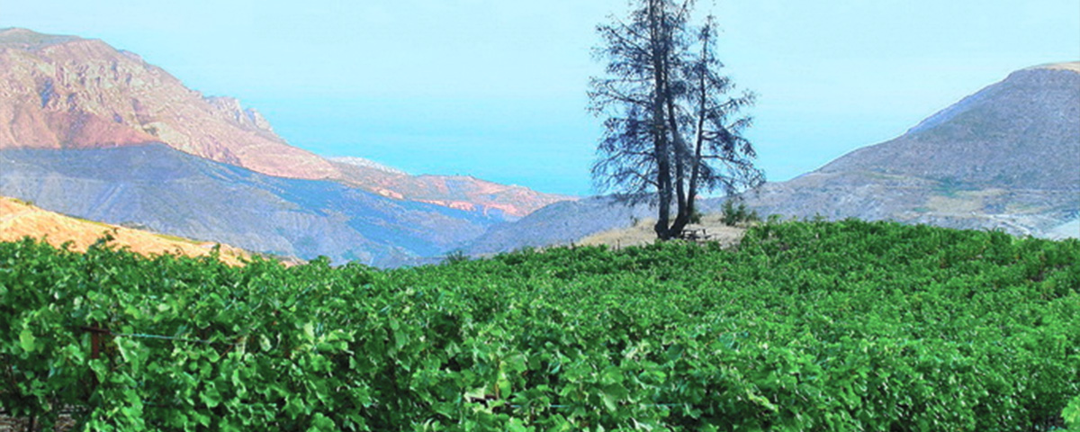 Cantina Tetramythos - Ellenikà