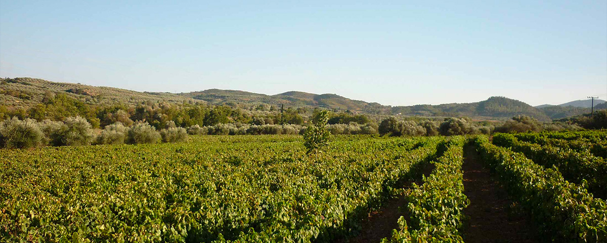 Tenuta Theodorakakos - Ellenikà