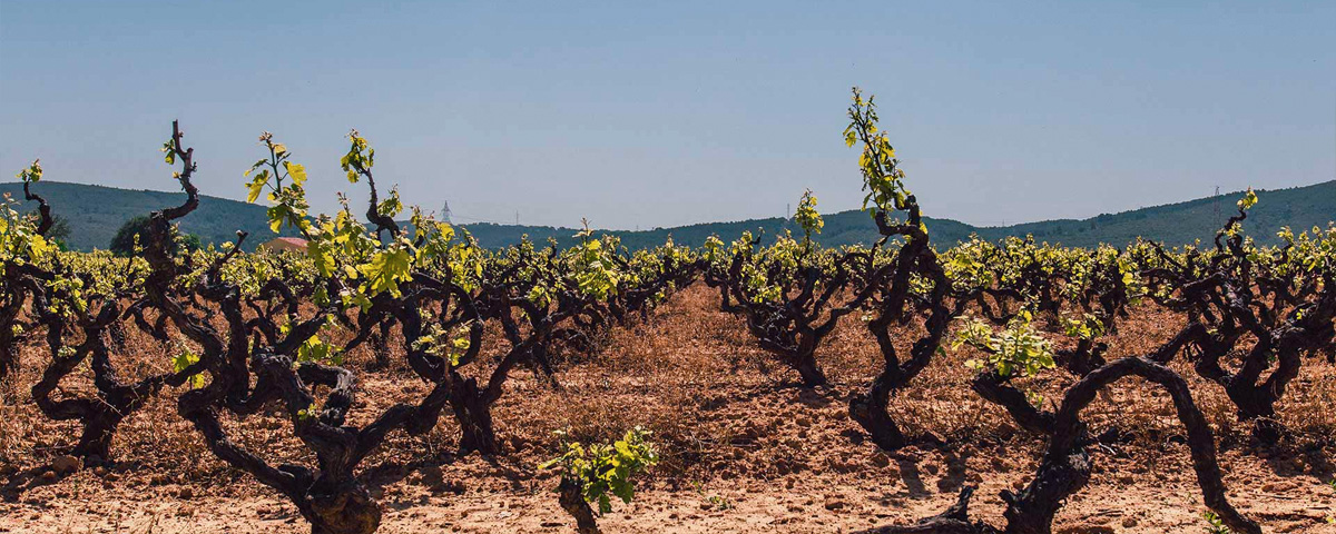 Cantina Vasilikon - Ellenikà