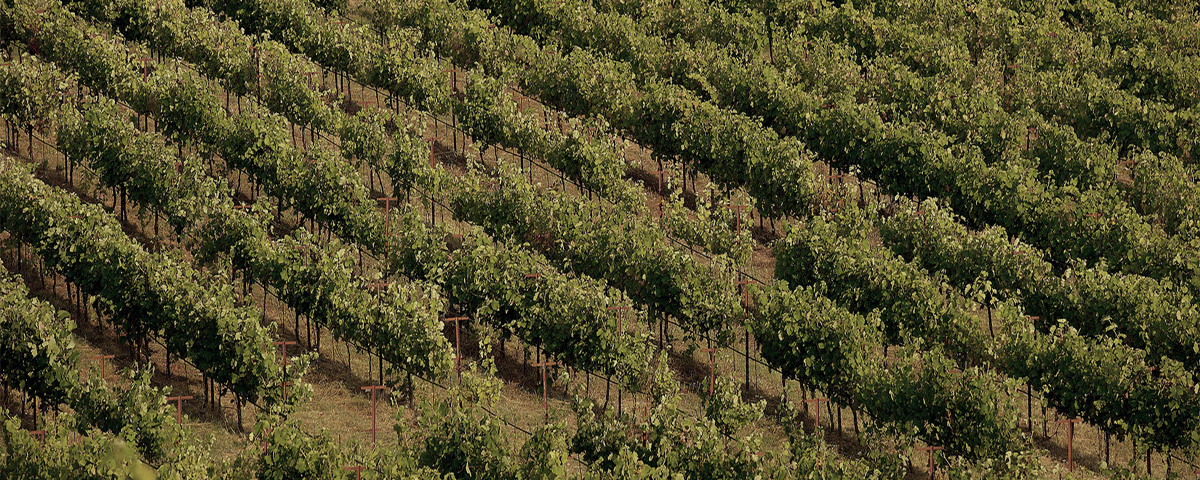 Tenuta Glinavos - Ellenikà