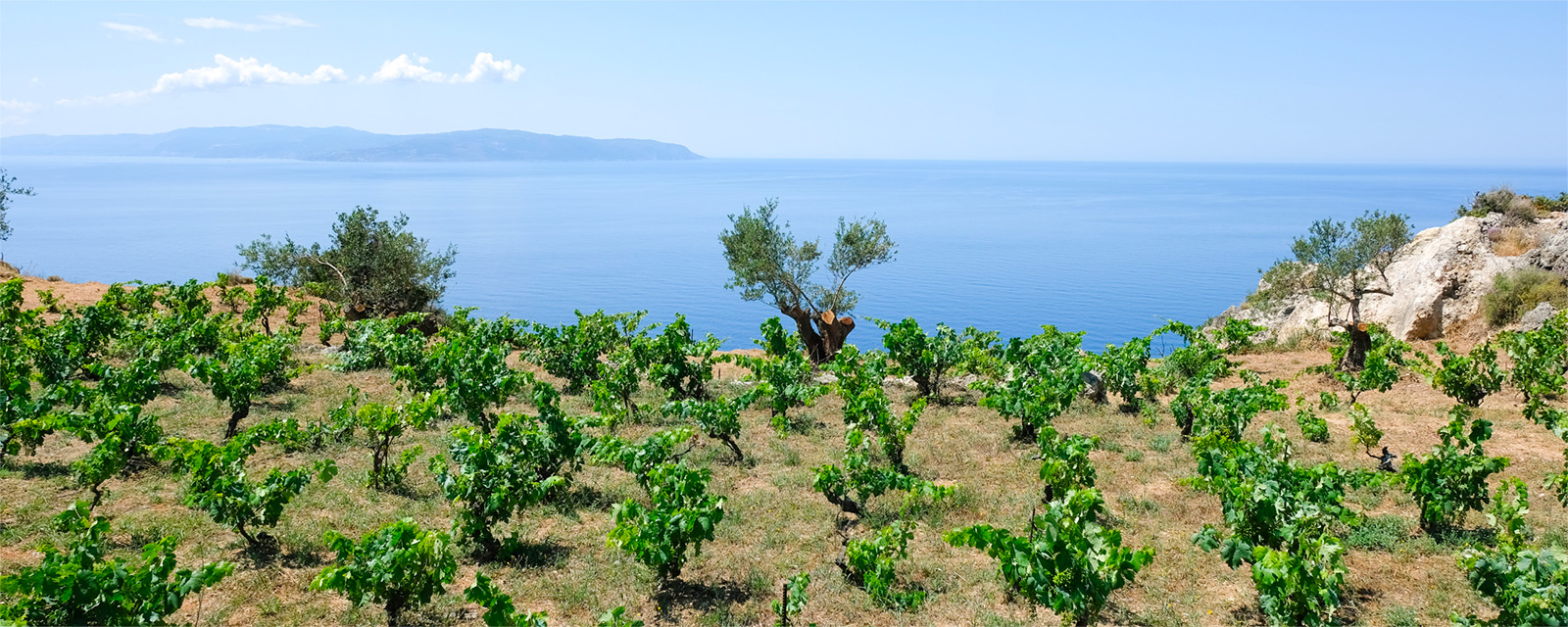 Cantina Petrakopoulos - Ellenikà