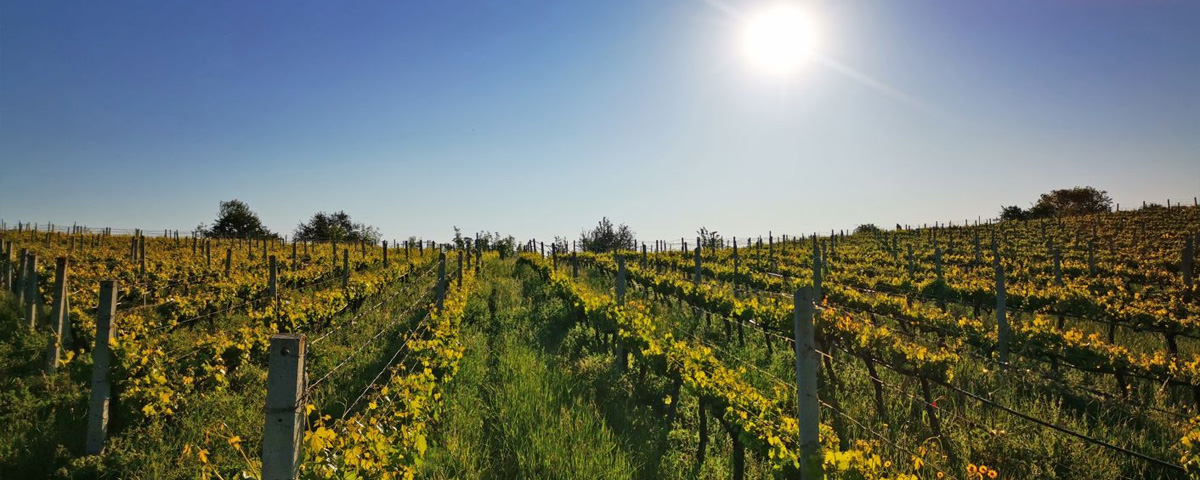 Cantina Kontozisis Organic Vineyards - Ellenikà