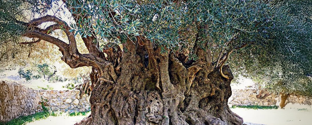 Vassilakis Estate - Ellenikà