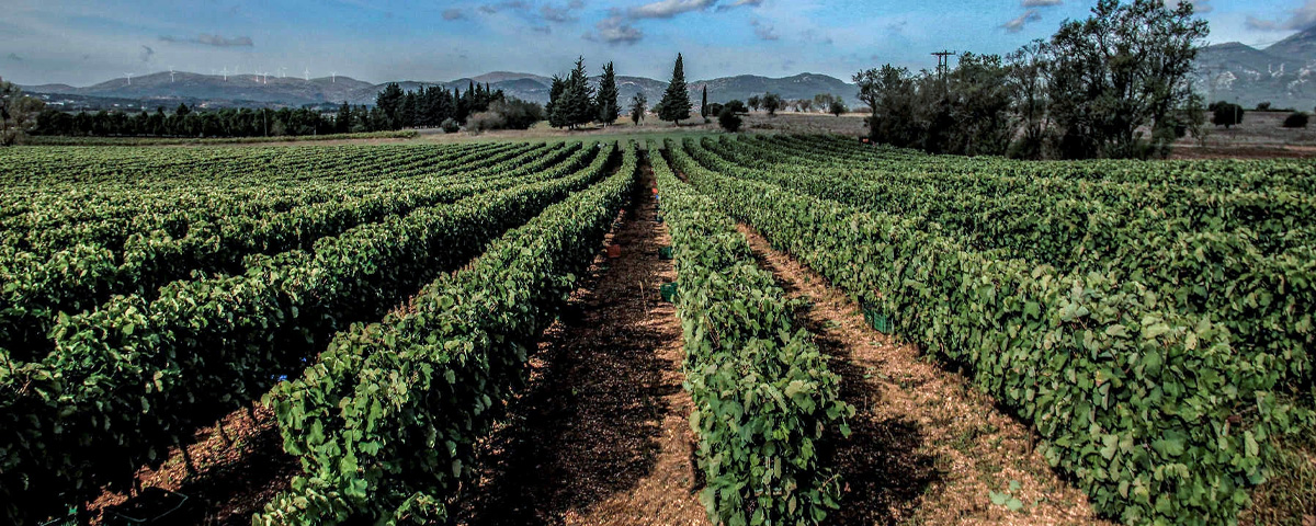 Cantina Moropoulos - Ellenikà