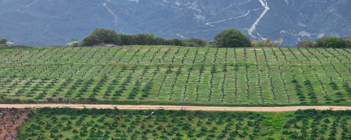 Cantina Vouni Panagia - Ellenikà